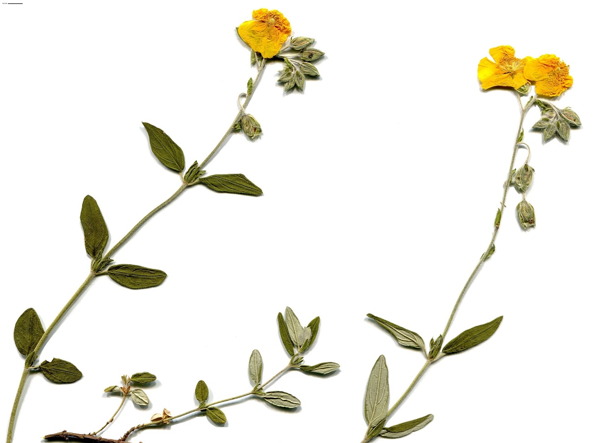 Helianthemum nummularium subsp. tomentosum (Cistaceae)